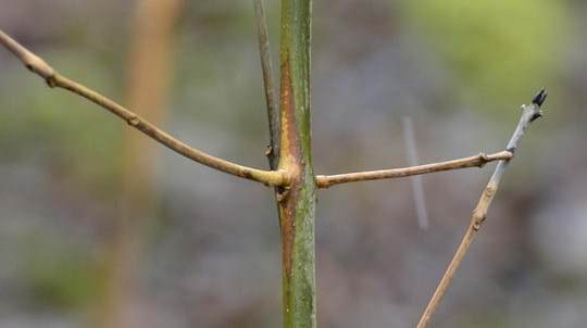 diamond lesion on a ash tree, lesion is a brown colour in contrast the the green stem