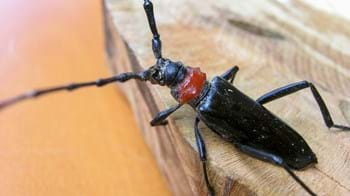Large black beetle with long antennae and a red neck