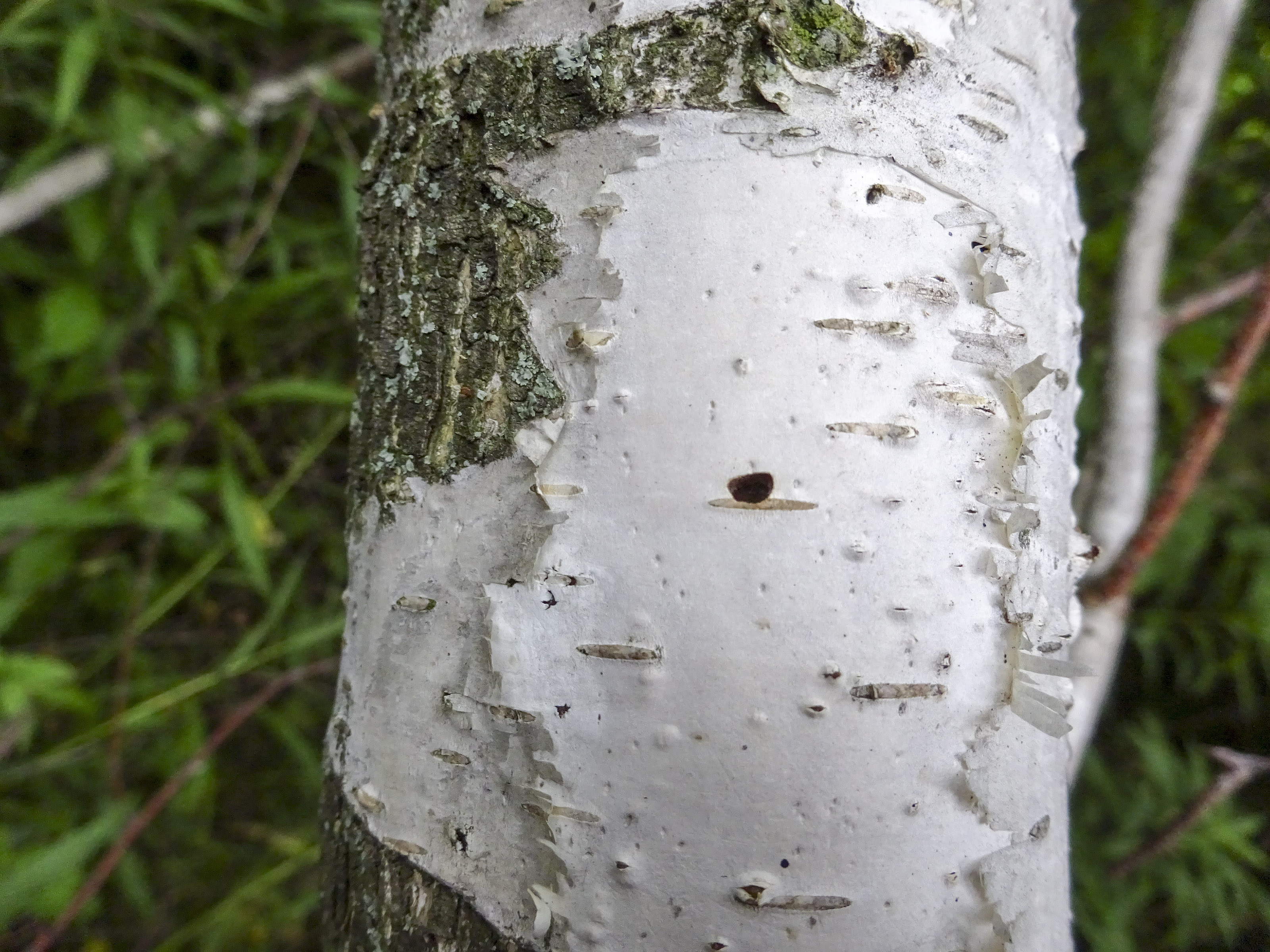 Bronze birch borer hole in silver birch
