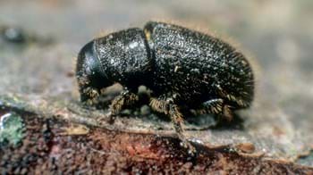 Great spruce bark beetle