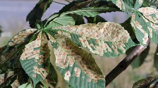 Damage caused by horse chestnut leaf miner