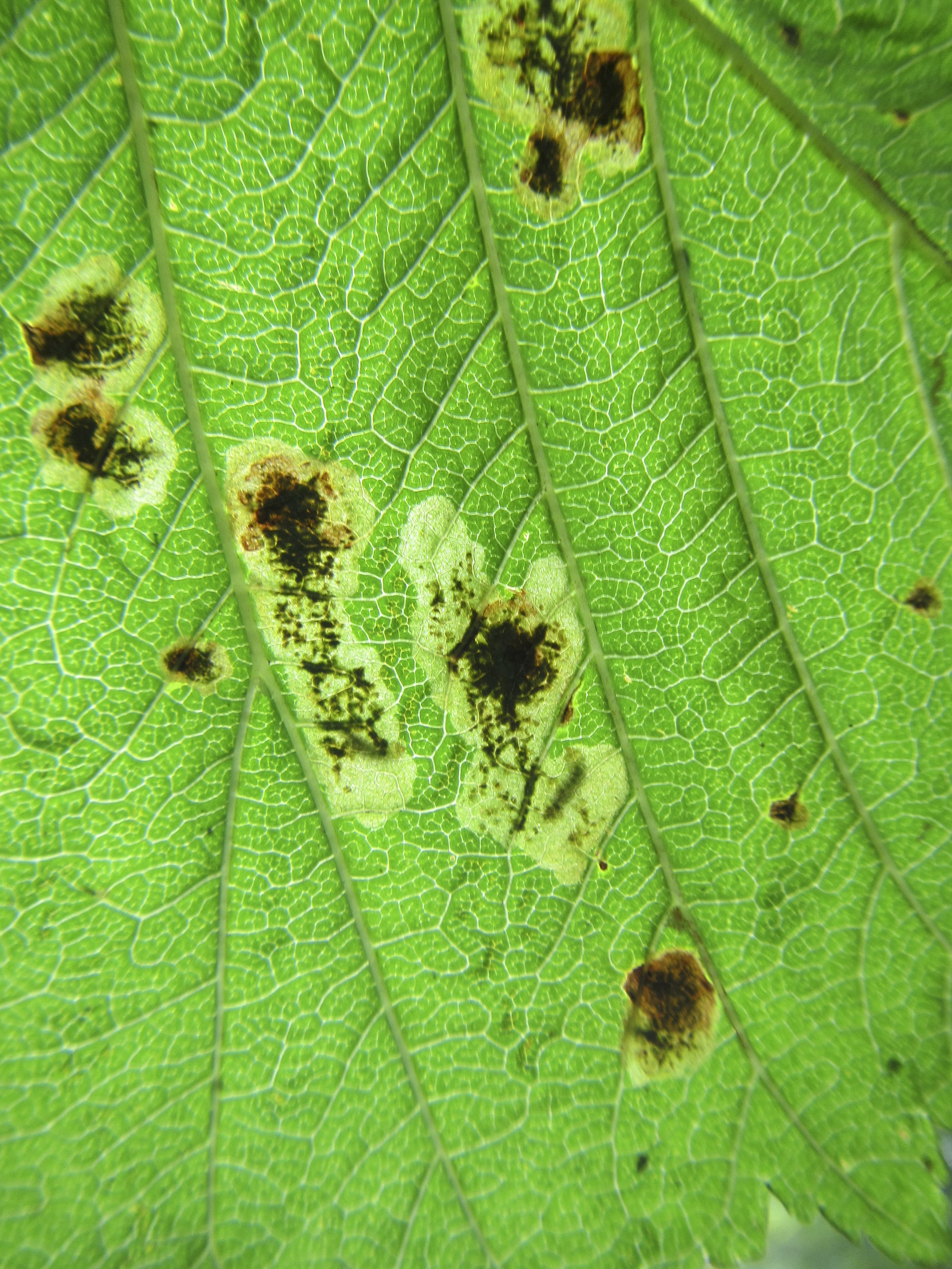 Horse chestnut leaf miner Observatree