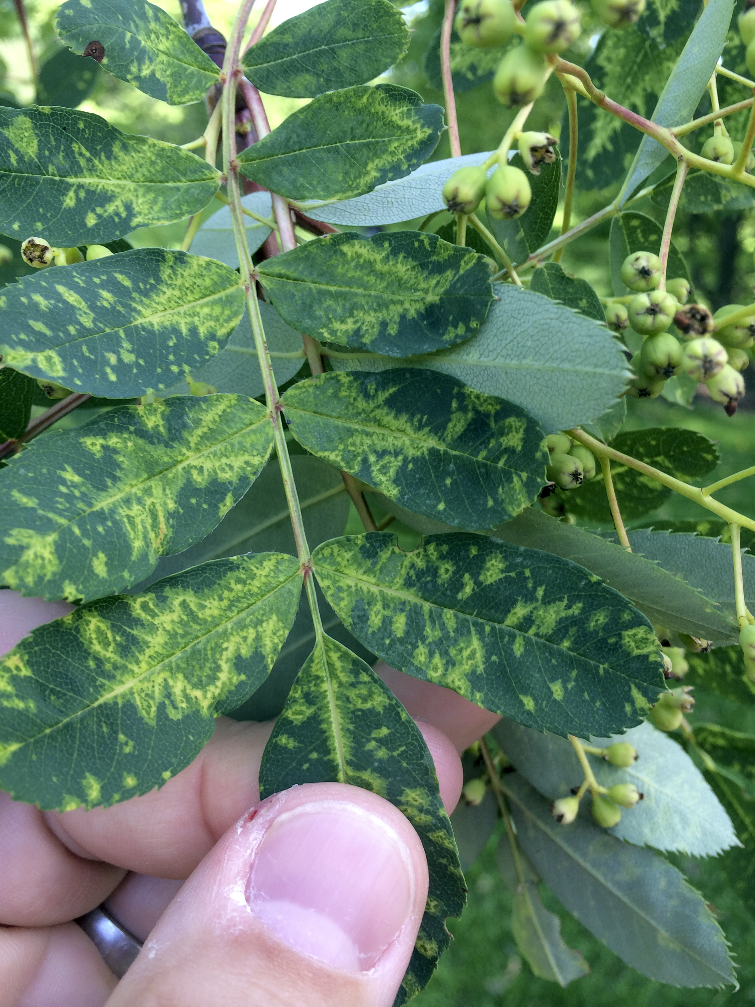 Mountain ash ringspot damage to leaves