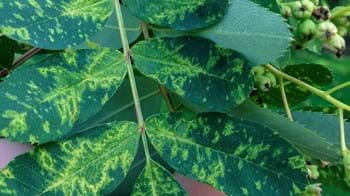 Mountain ash ringspot damage to leaves