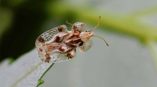 Oak lace bug on a leaf