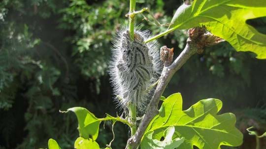 Cluster of Oak Processionary moth caterpillars