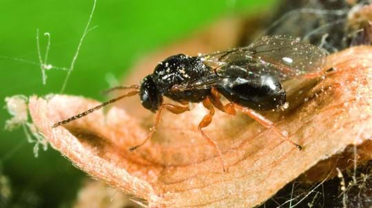 Oriental chestnut gall wasp on leaf