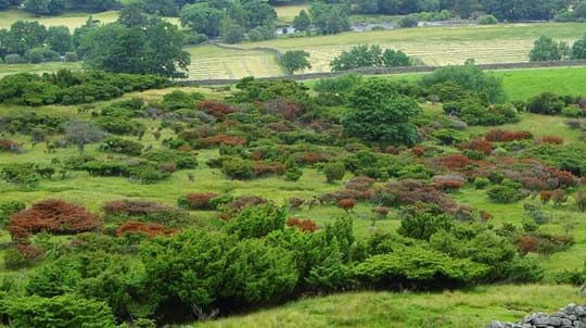 Phytopthora Austrocedri across a landscape