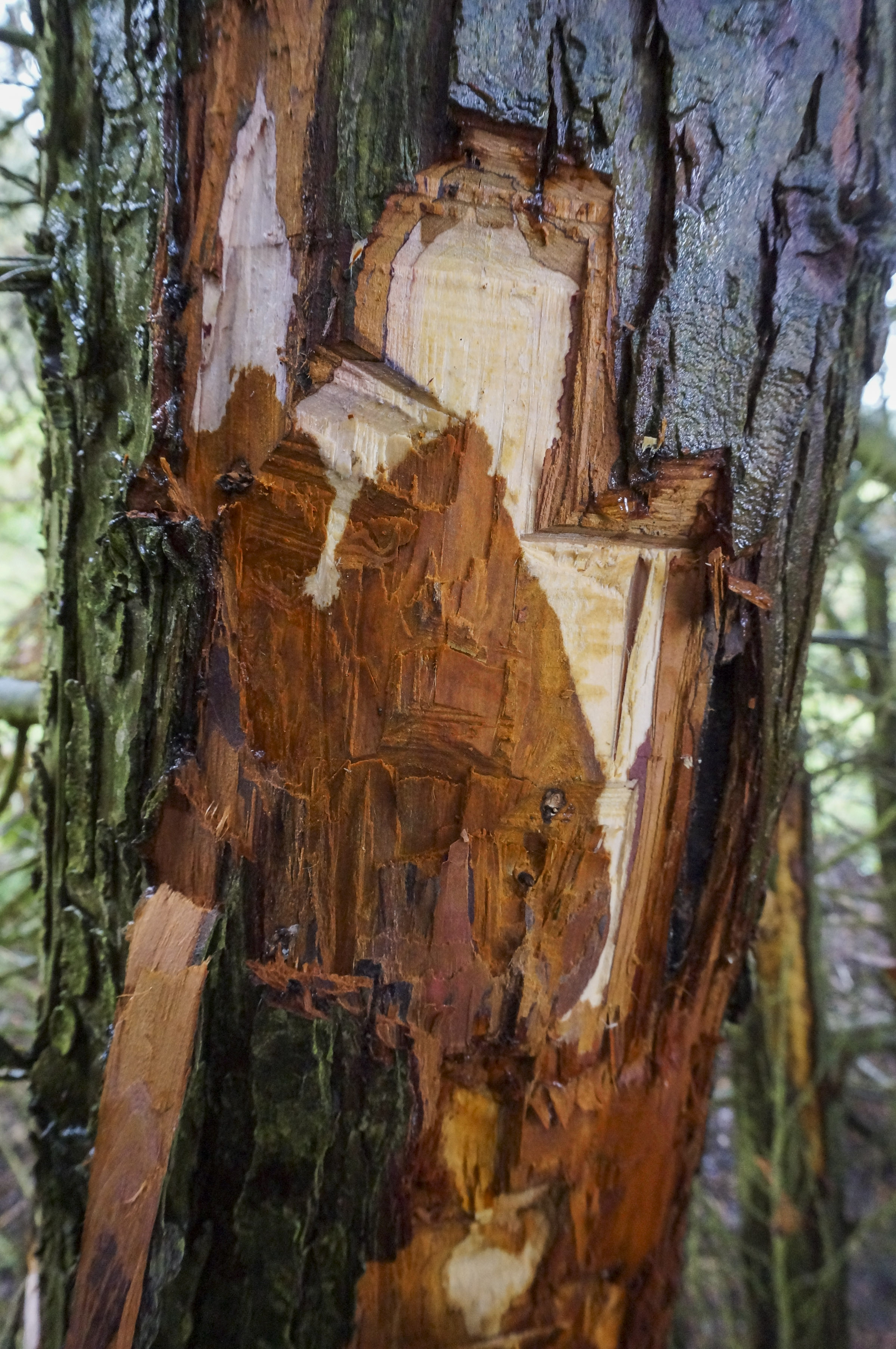 Phytopthora lateralis damage to bark