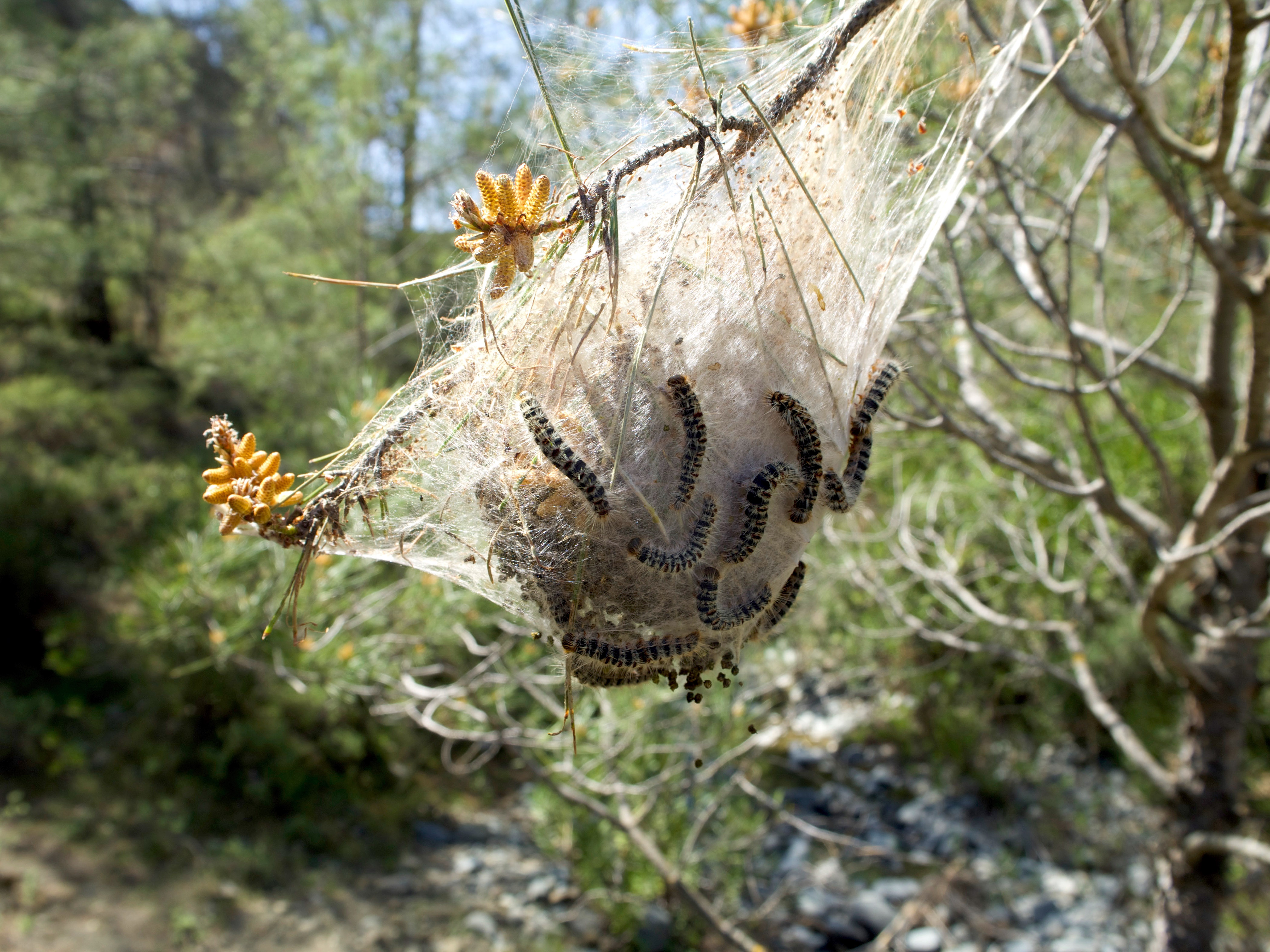 Pine Processionary moth nest