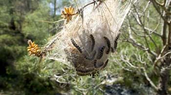 Pine Processionary moth nest