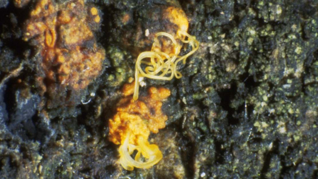 Daniel Rigling Sweet chestnut blight - Observatree