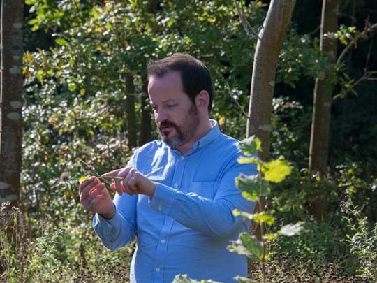 Looking for tree disease in the woods