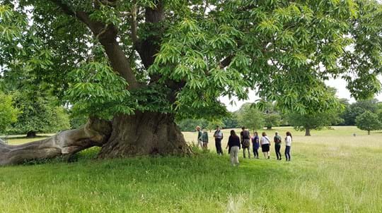 Group of volunteers looking at a sweet chestnut tree