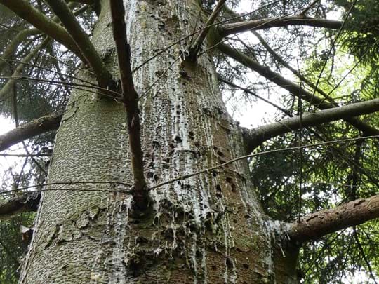 Spruce tree trunk showing lots of resin bleeds