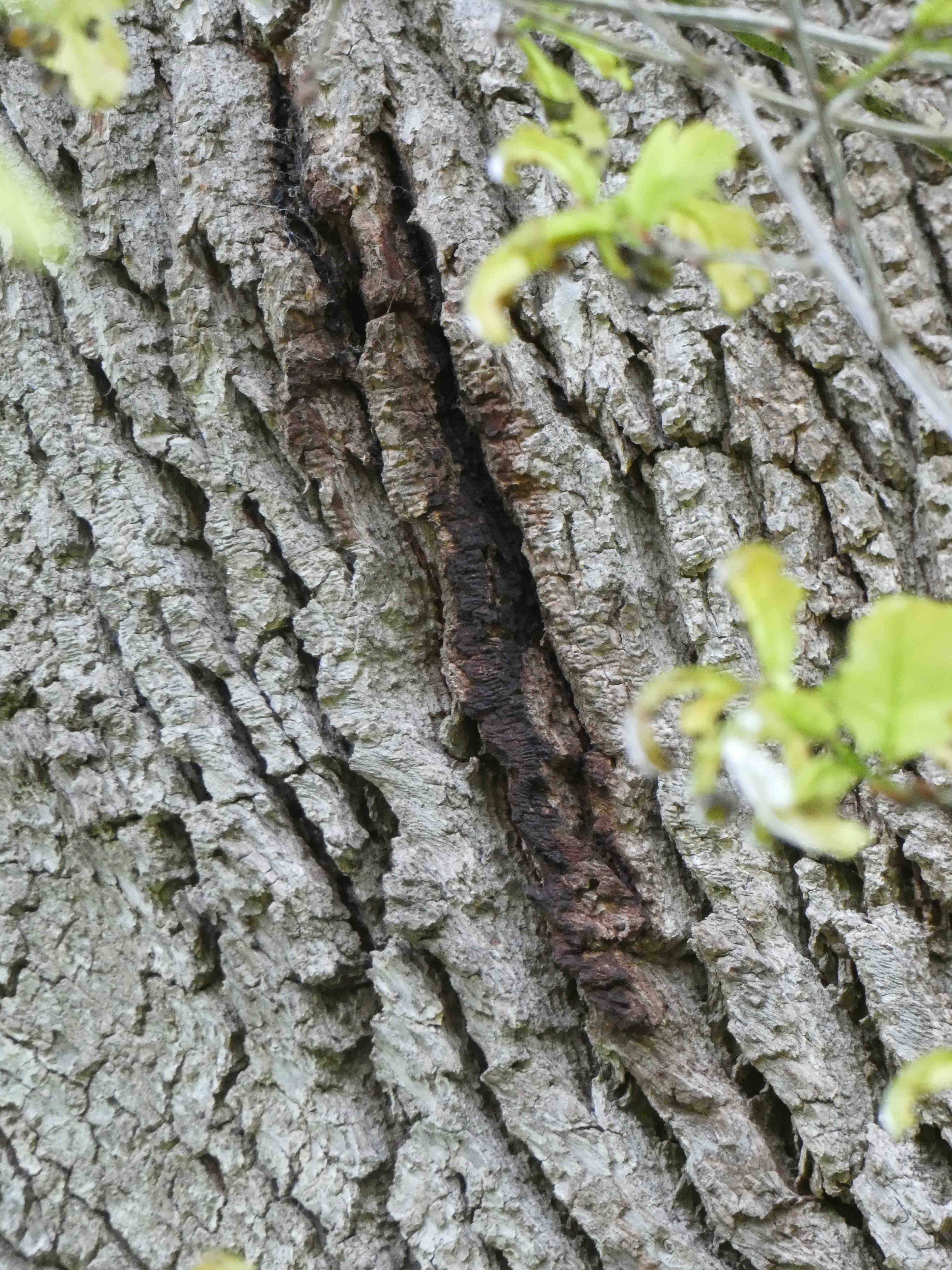 Black bleed on the trunk of an oak tree