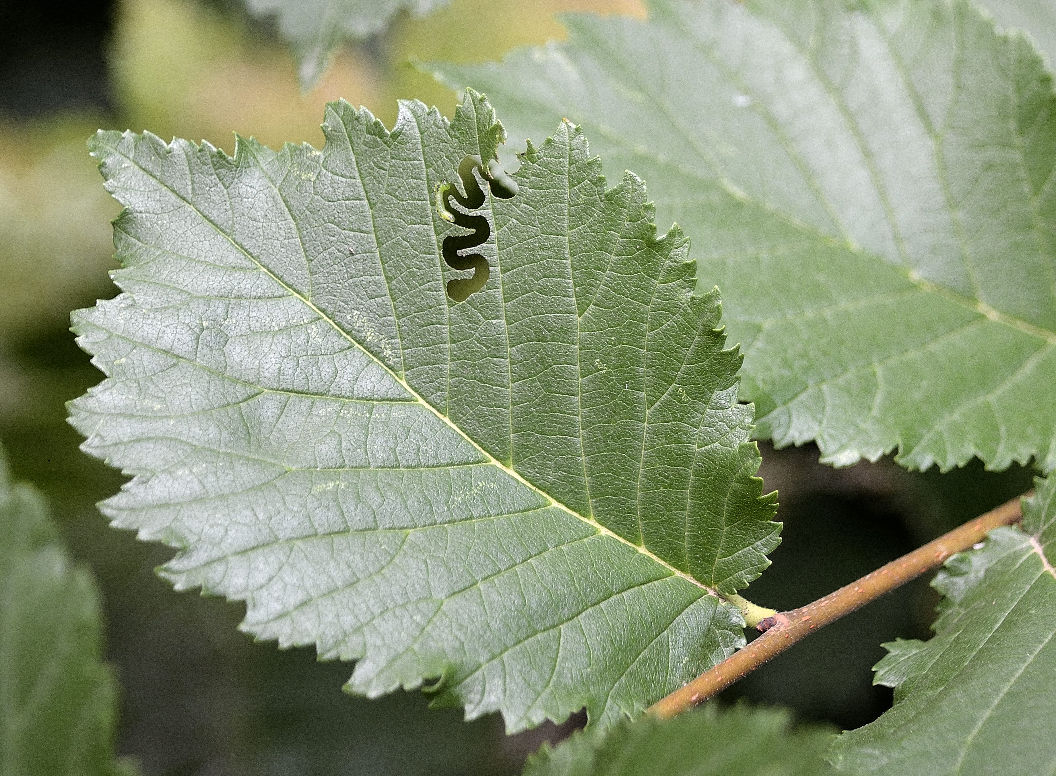 Elm zigzag sawfly - Observatree