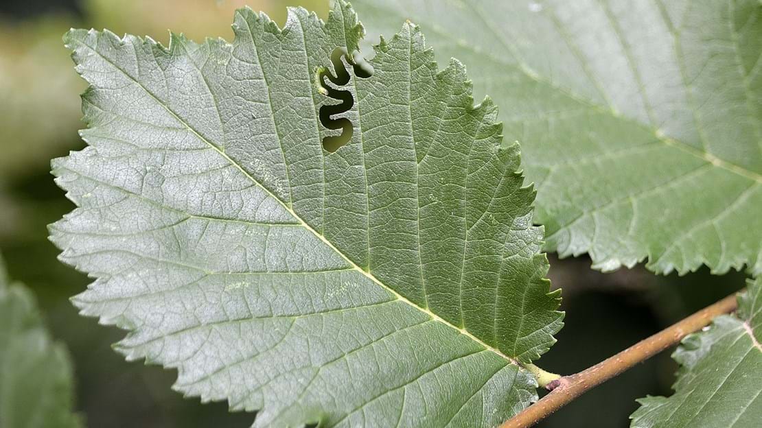 Scizeau Insect Elm zigzag sawfly - Observatree