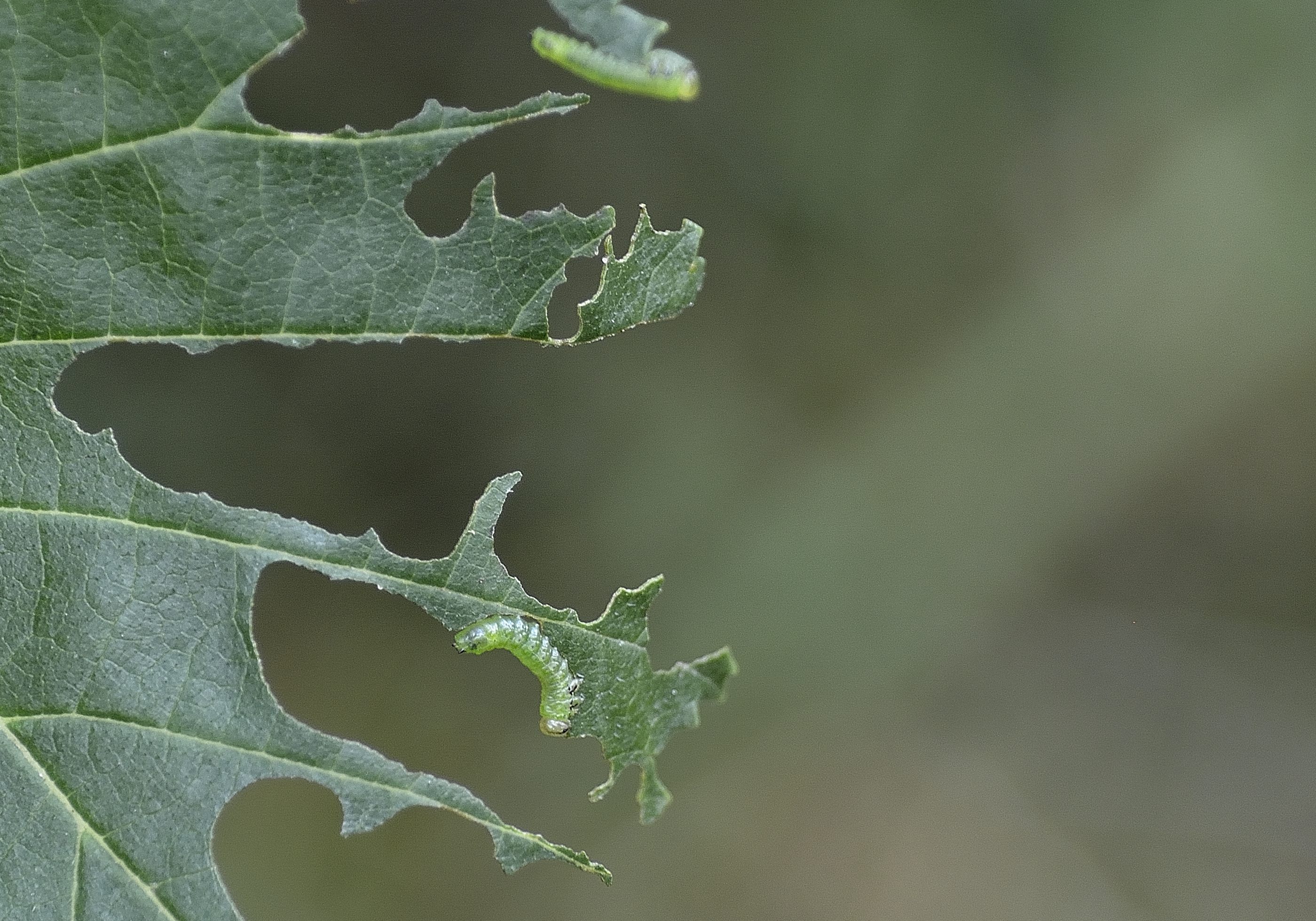 Elm zigzag sawfly Observatree