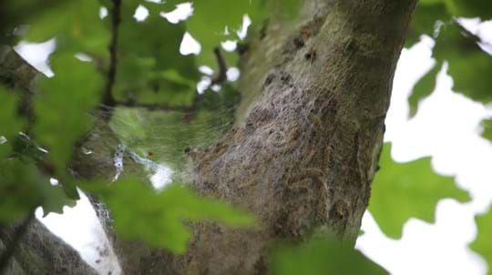 Brown coloured caterpillars on a oak tree trunk under webbing