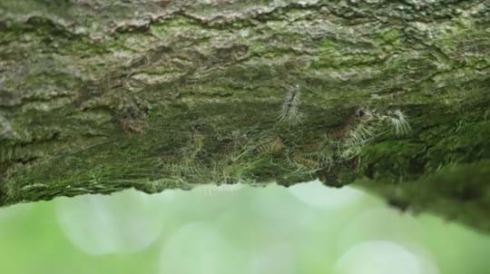 Caterpillars with lots of hairs on the underside of an oak branch