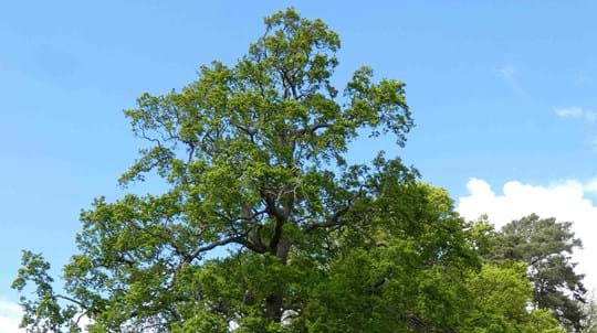 Image of the top of a tree, blue sky background