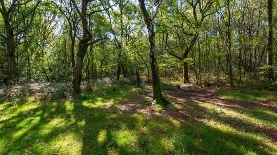 Photo of a woodland, sun shining through the branches