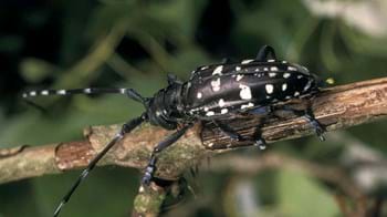 Large black beetle with white markings and long antennae on a branch
