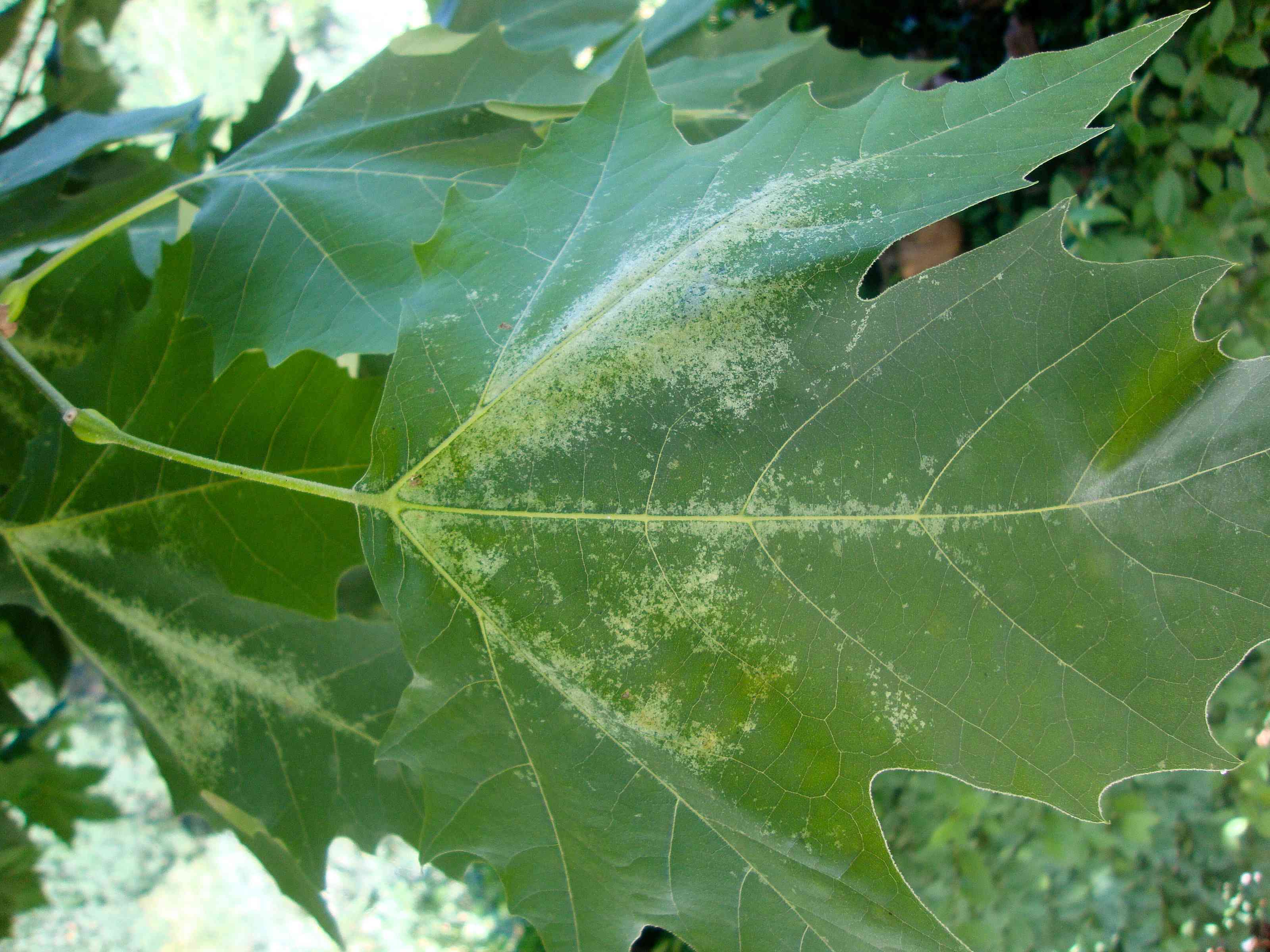 Plane leaf showing yellow mottling