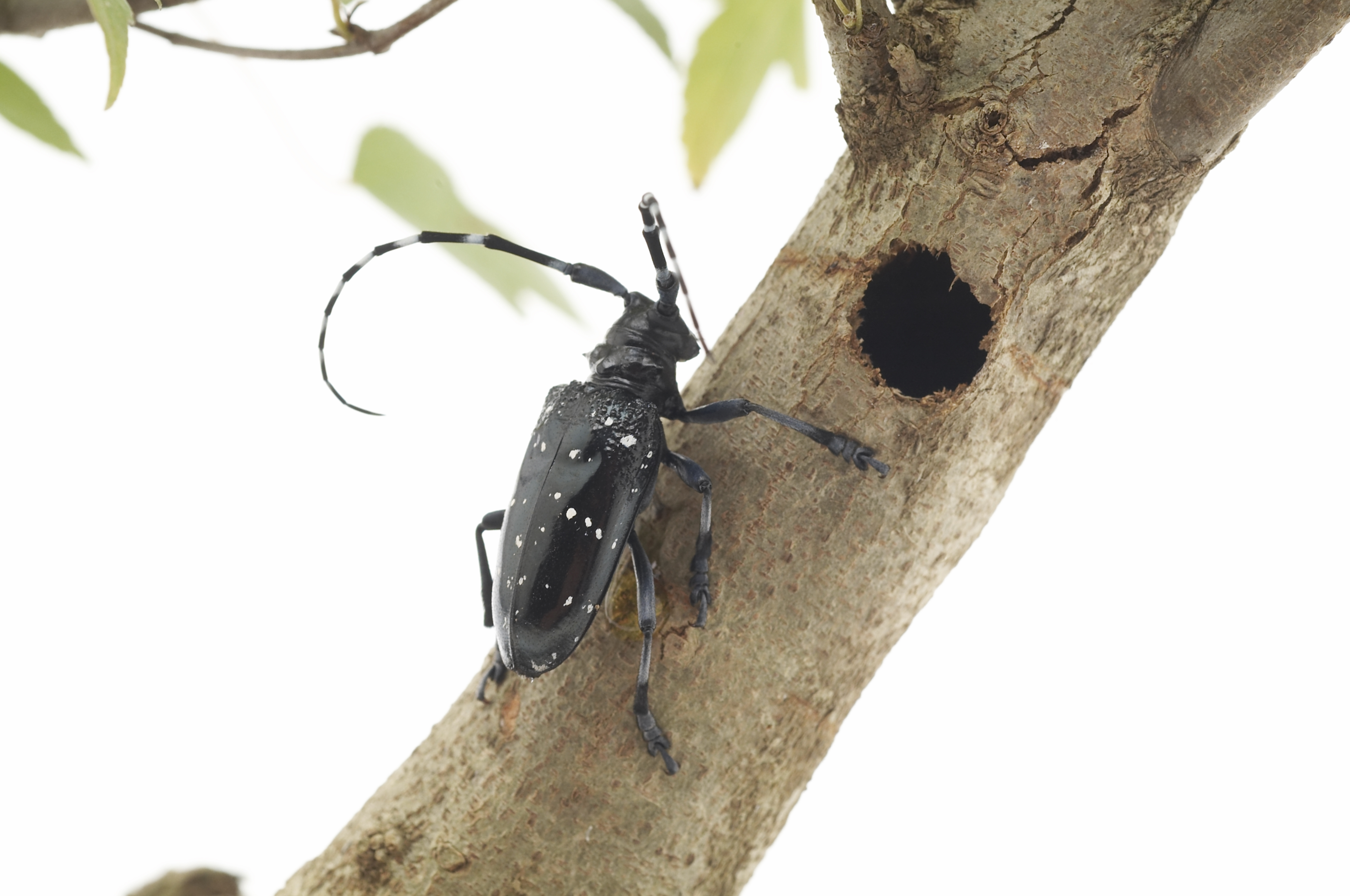 Large black beetle with long antennae on a branch