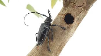 Large black beetle with long antennae on a branch