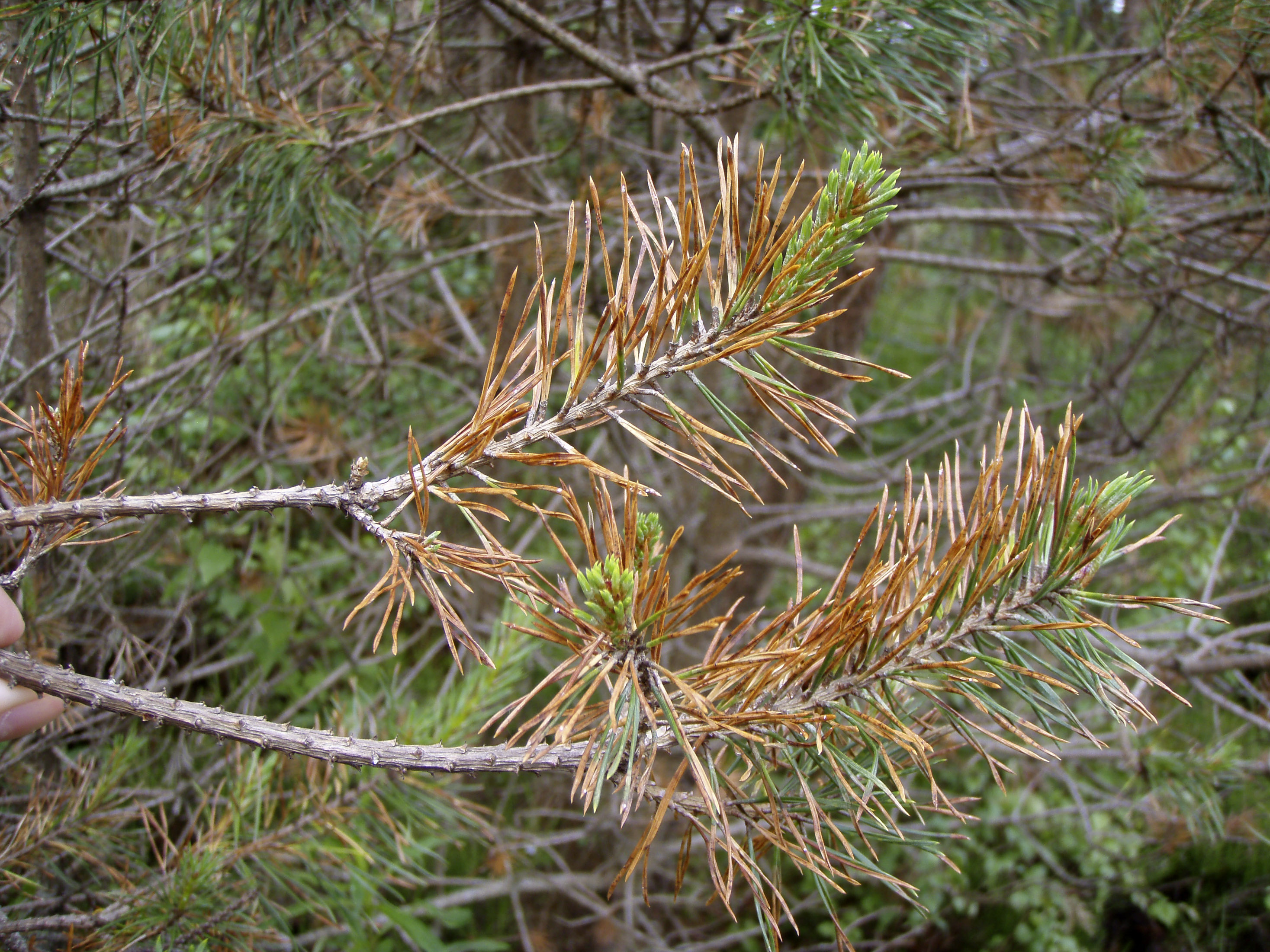 Two pine shoots showing orange dying needles