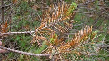 Two pine shoots showing orange dying needles