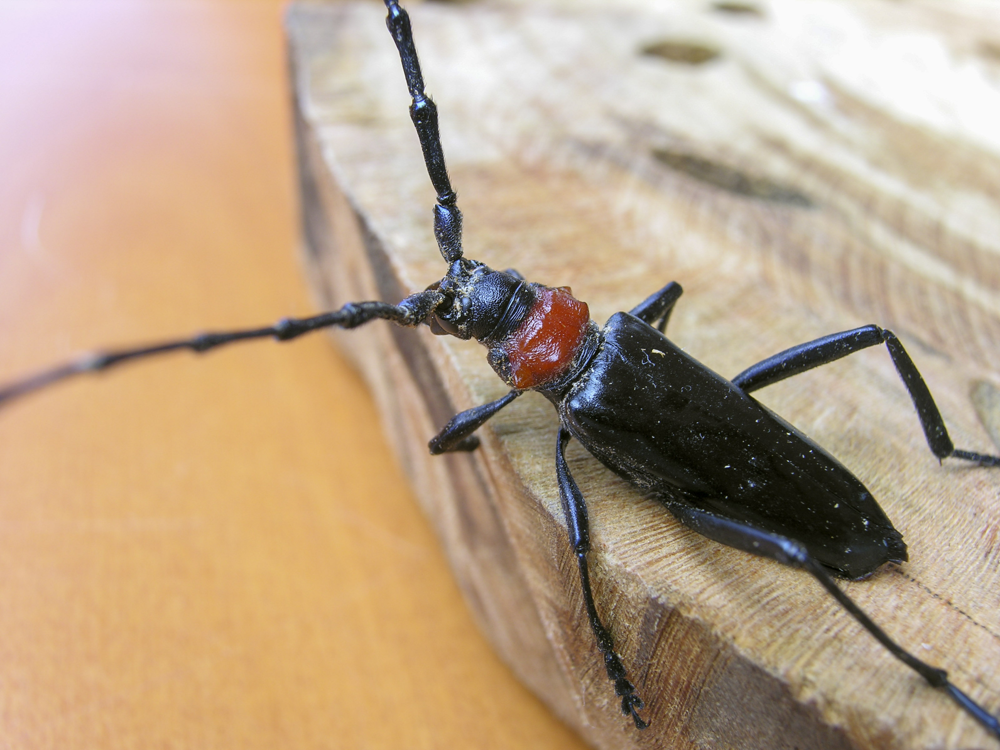 Large black beetle with long antennae and a red neck