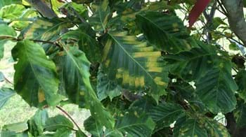 Beech leaves on a tree showing yellowing between the veins