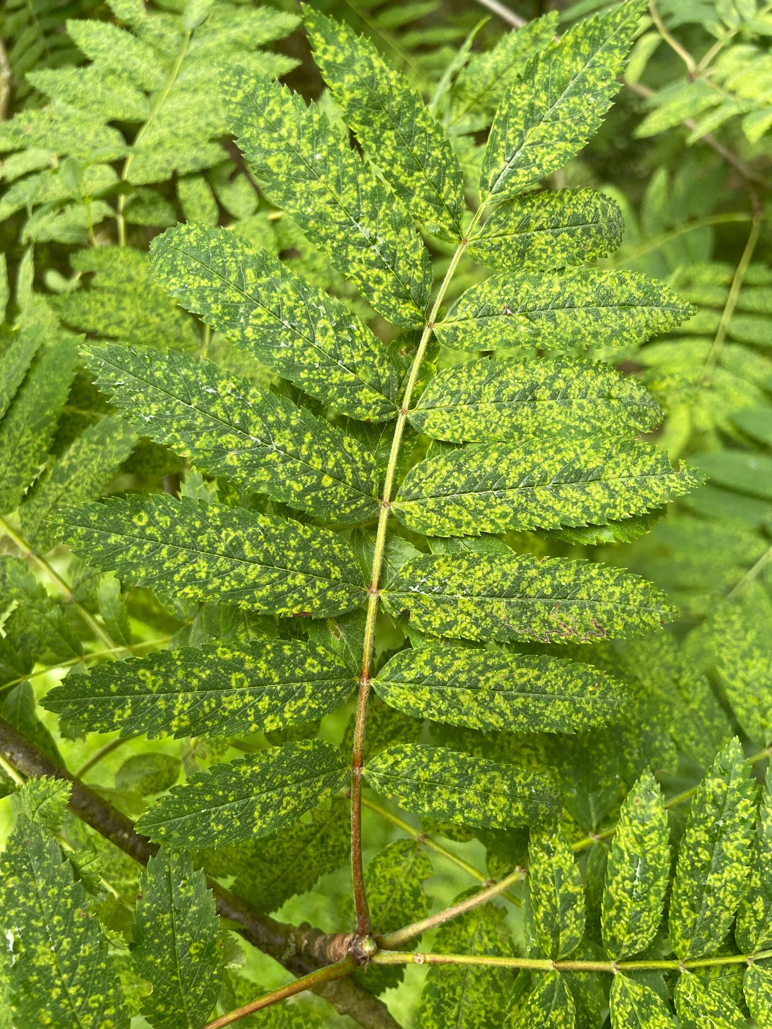 Mountain ash ringspot - Observatree