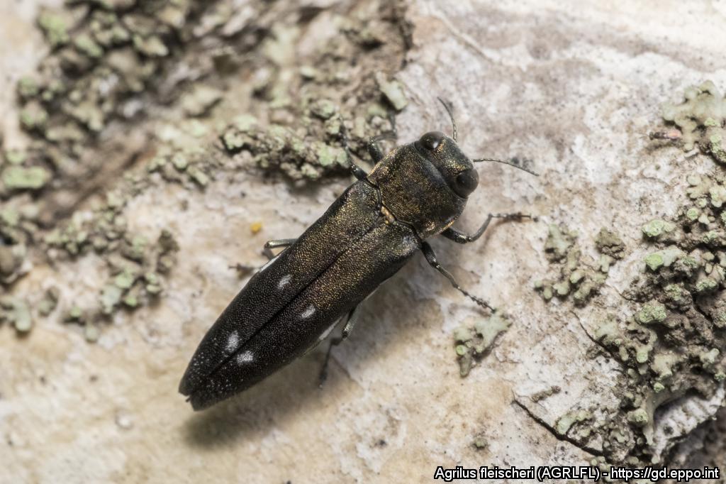 Adult beetle on tree trunk