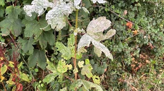 Sycamore powdery mildew – note the conspicuous powdery white deposit on upper leaf surface.